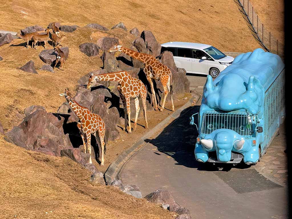 餵獅子不是夢！親子遊最愛九州自然動物園，野生互動體驗超精彩